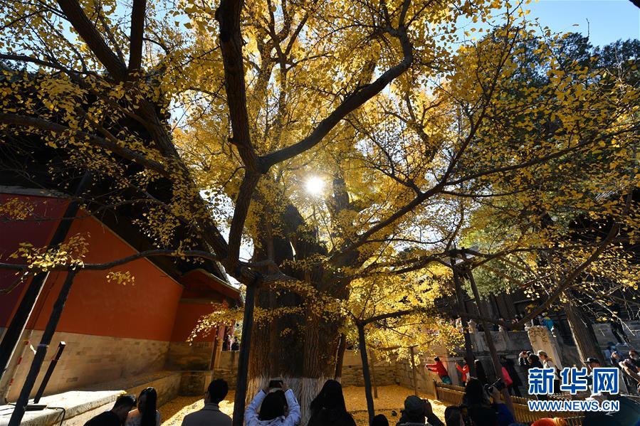 11月8日，游客在大觉寺观赏古银杏黄叶。 位于北京市海淀区的大觉寺始建于辽代，寺内一株古银杏树龄已逾千年，至今枝繁叶茂，被誉为“银杏树王”。每年秋末冬初都吸引不少游客前来观赏。 新华社记者 尹栋逊 摄