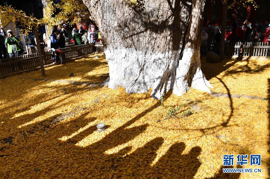 11月8日，游客在大觉寺观赏古银杏黄叶。 位于北京市海淀区的大觉寺始建于辽代，寺内一株古银杏树龄已逾千年，至今枝繁叶茂，被誉为“银杏树王”。每年秋末冬初都吸引不少游客前来观赏。 新华社记者 尹栋逊 摄