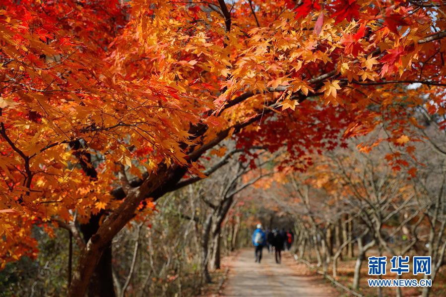 11月8日，在韩国全罗北道井邑市，人们欣赏内藏山秋景。 位于韩国全罗北道井邑市的内藏山是韩国著名的赏枫地。深秋的周末，不少韩国民众来到内藏山欣赏“枫景”。 新华社记者 王婧嫱 摄