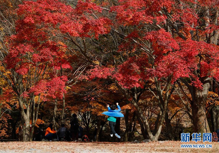 11月8日，在韩国全罗北道井邑市，一个小男孩在内藏山枫树下玩耍。 位于韩国全罗北道井邑市的内藏山是韩国著名的赏枫地。深秋的周末，不少韩国民众来到内藏山欣赏“枫景”。 新华社记者 王婧嫱 摄