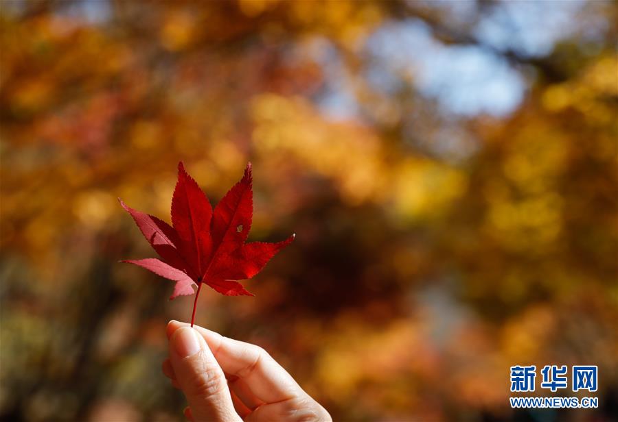 这是11月8日在韩国全罗北道井邑市内藏山拍摄的枫叶。 位于韩国全罗北道井邑市的内藏山是韩国著名的赏枫地。深秋的周末，不少韩国民众来到内藏山欣赏“枫景”。 新华社记者 王婧嫱 摄