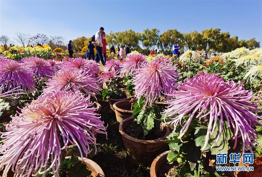 11月8日，游客在沙河市白塔镇栾卸村菊花园游览。 近日，河北省沙河市白塔镇栾卸村菊花园开门迎客，吸引众多游客前来观赏。近年来，栾卸村引进优质菊花品种开展培育种植，打造拥有30000多盆、500多个品种的菊花园，助力美丽乡村建设和乡村旅游发展。 新华社记者 牟宇 摄