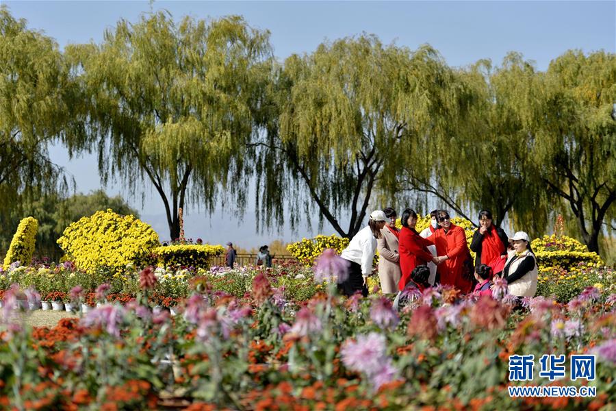 11月8日，游客在沙河市白塔镇栾卸村菊花园游览。 近日，河北省沙河市白塔镇栾卸村菊花园开门迎客，吸引众多游客前来观赏。近年来，栾卸村引进优质菊花品种开展培育种植，打造拥有30000多盆、500多个品种的菊花园，助力美丽乡村建设和乡村旅游发展。 新华社记者 牟宇 摄