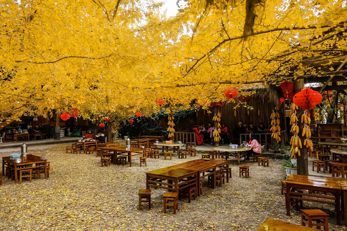 四季皆有美景，国内领略秋景，去这5个地方准没错