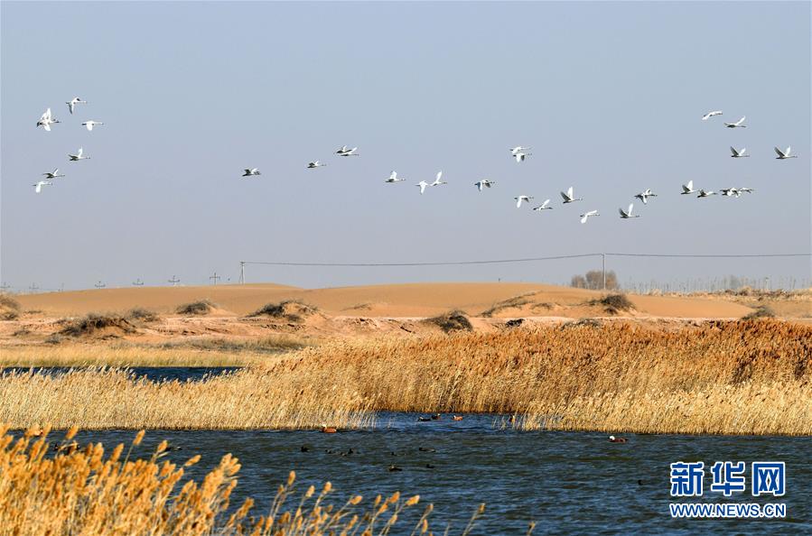 11月7日，候鸟在内蒙古乌兰布和沙漠境内的天鹅湖附近飞翔。  新华社发（马学献 摄）