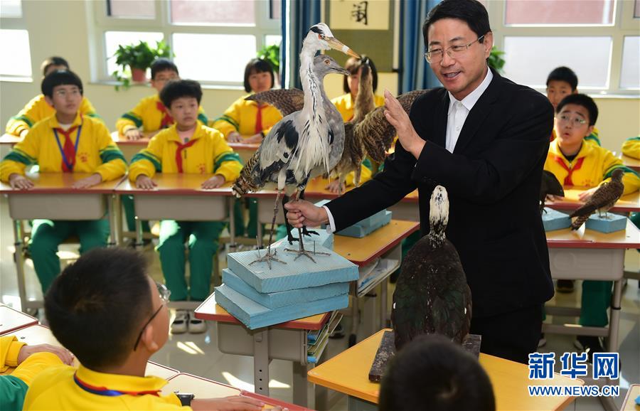 11月10日，在沧州市河间英华学校，沧州野生动物救护中心的专家孟德荣教授为学生们讲解爱鸟护鸟知识。 11月是河北省保护野生动物宣传月，沧州市野生动物救护中心的专家走进中小学校，向学生们宣讲爱鸟护鸟知识，引导孩子们从小树立尊重自然的生态文明理念，积极参与野生动物保护活动。 新华社发（傅新春 摄）