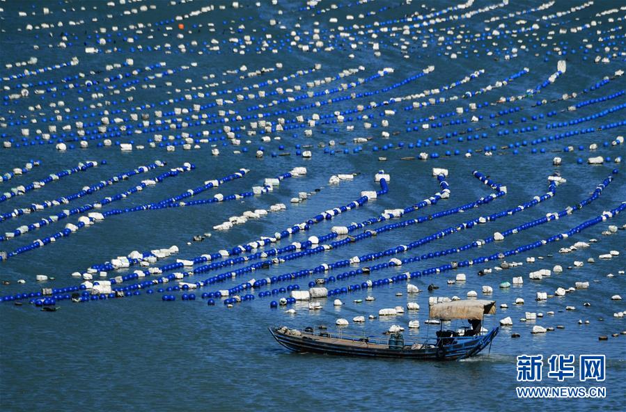 11月10日，一艘渔船行驶在养殖网箱和浮标之间。 当日，在福建省福州市连江县的“海上牧场”，渔民驾船穿梭在养殖网箱和浮标之间，呈现出一幅海上渔耕的壮美画卷。 新华社记者 魏培全 摄