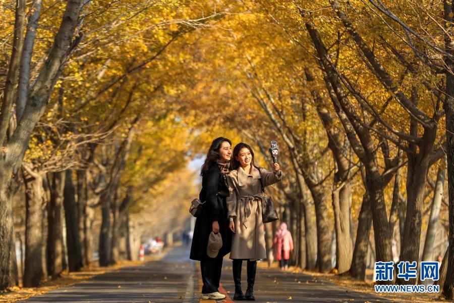 11月11日，游客在“银杏隧道”拍照留念。眼下，江苏省邳州市的一片银杏林进入最佳观赏期，“披金”的银杏林吸引众多游客前来赏景拍照。新华社发（  摄）