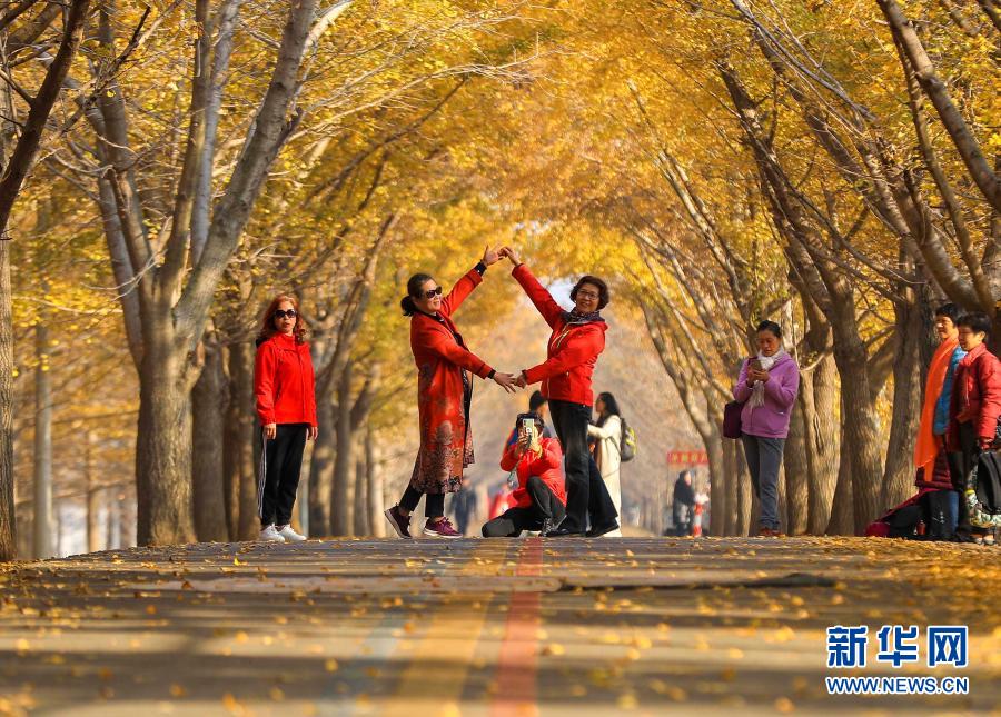 11月11日，游客在“银杏隧道”拍照留念。眼下，江苏省邳州市的一片银杏林进入最佳观赏期，“披金”的银杏林吸引众多游客前来赏景拍照。新华社发（汤德宏 摄）