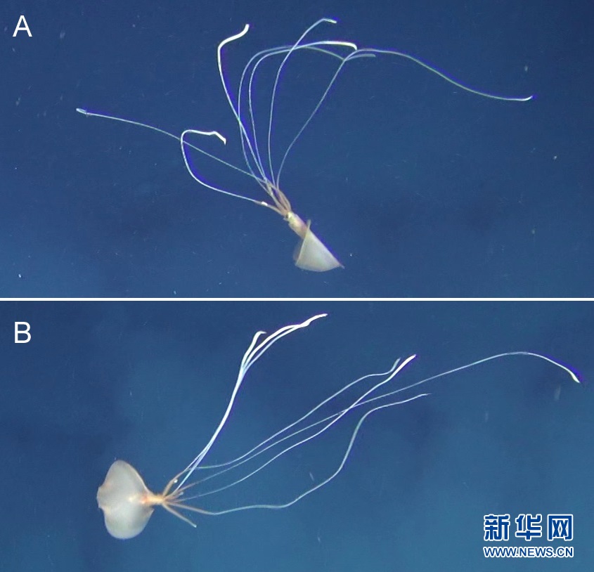 （国际）（5）研究者称首次在澳海域发现罕见大鳍鱿鱼