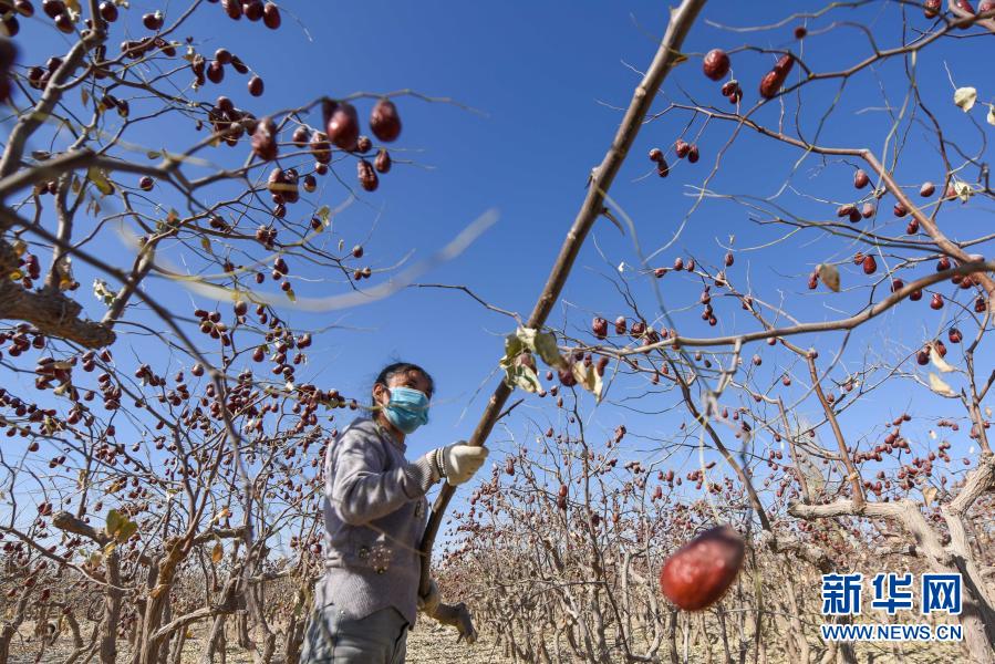 在和田县吾宗肖乡汉族队村，枣农在收获红枣（11月6日摄）。新华社记者 丁磊 摄