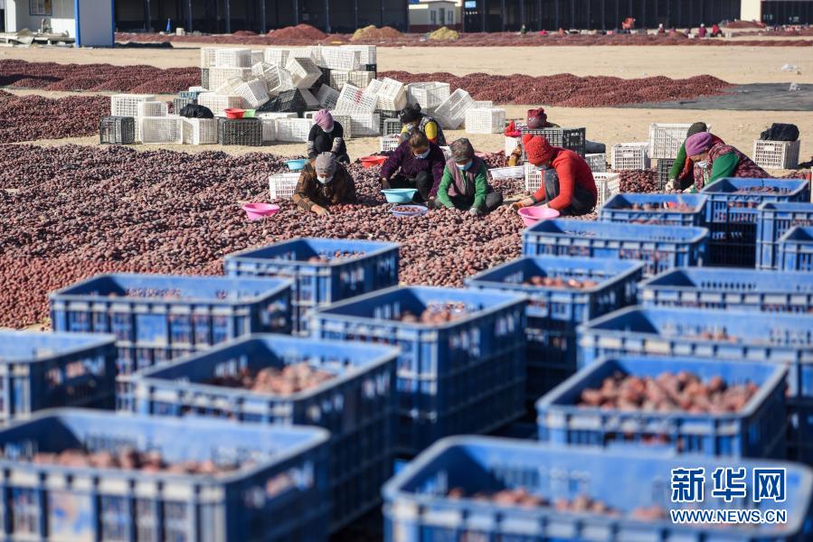 在位于和田县的新疆红枣（和田）批发交易市场，枣农在晾晒区分拣红枣（11月8日摄）。新华社记者 丁磊 摄