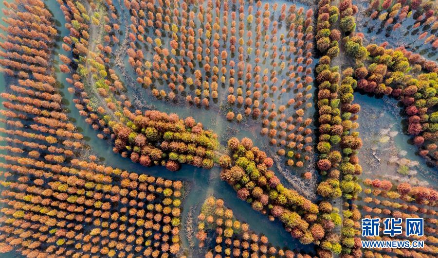 这是11月15日拍摄的江苏省泗洪县洪泽湖湿地杉树林景色（无人机照片）。初冬时节，洪泽湖湿地中的杉树林犹如披上多彩外衣，色彩斑斓，美不胜收。新华社发（许昌亮 摄）