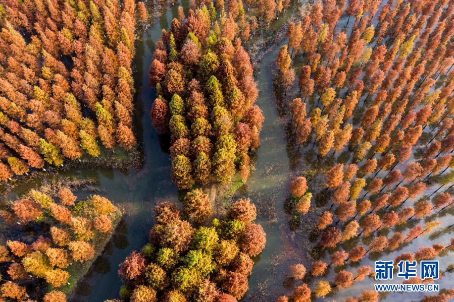 这是11月15日拍摄的江苏省泗洪县洪泽湖湿地杉树林景色（无人机照片）。初冬时节，洪泽湖湿地中的杉树林犹如披上多彩外衣，色彩斑斓，美不胜收。新华社发（许昌亮 摄）