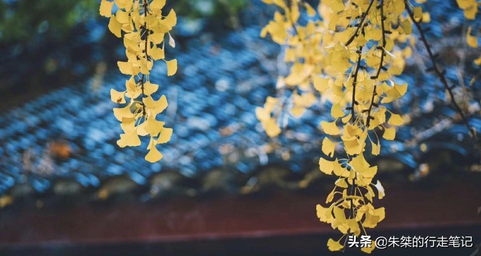 盘点那些一入秋就“大变样”,美得让人心动的城市,你去过几个?