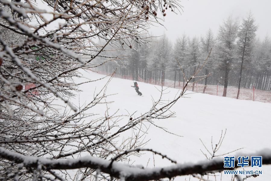 11月18日，滑雪爱好者在崇礼区一滑雪场滑雪。当日，河北省张家口市崇礼区迎来一场大范围降雪，滑雪场银装素裹，吸引人们前往体验滑雪的魅力。新华社发（武殿森 摄）