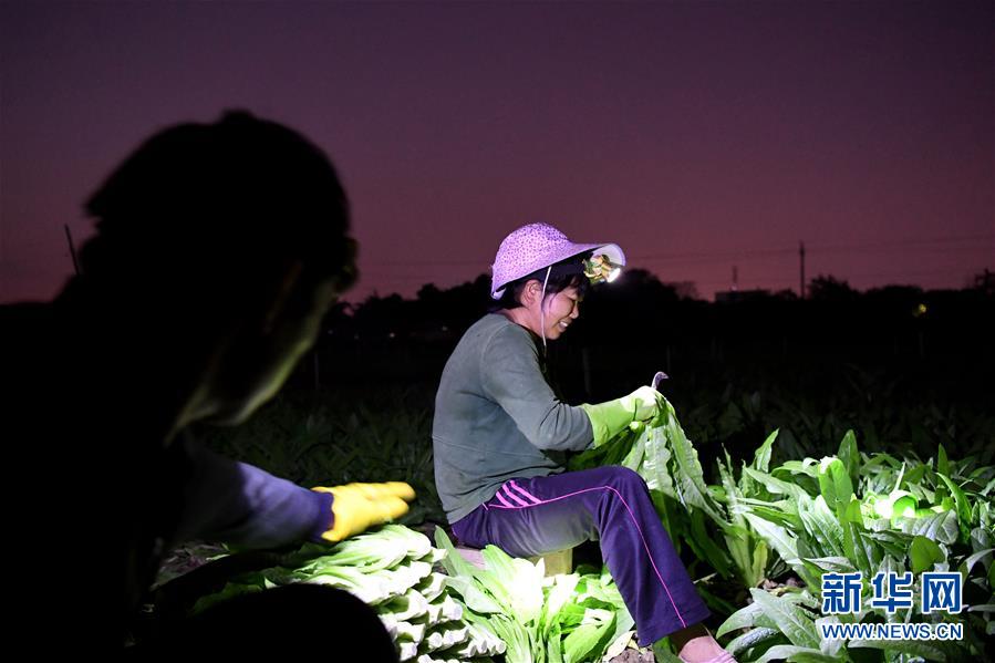 11月20日晚，在广西柳州市柳江区进德镇，菜农在基地里采摘蔬菜。 近期，柳州市柳江区进德镇“南菜北运”基地里种植的多种蔬菜陆续丰收。该基地种植无公害蔬菜面积4.9万亩，在寒冷时节加大了对北方地区市场蔬菜的供应量。 新华社发（黎寒池 摄）