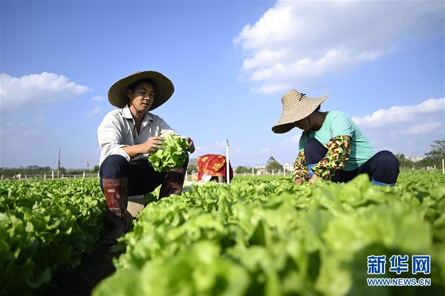 11月19日，在广西柳州市柳江区进德镇，菜农在基地里采摘蔬菜。 近期，柳州市柳江区进德镇“南菜北运”基地里种植的多种蔬菜陆续丰收。该基地种植无公害蔬菜面积4.9万亩，在寒冷时节加大了对北方地区市场蔬菜的供应量。 新华社发（黎寒池 摄）