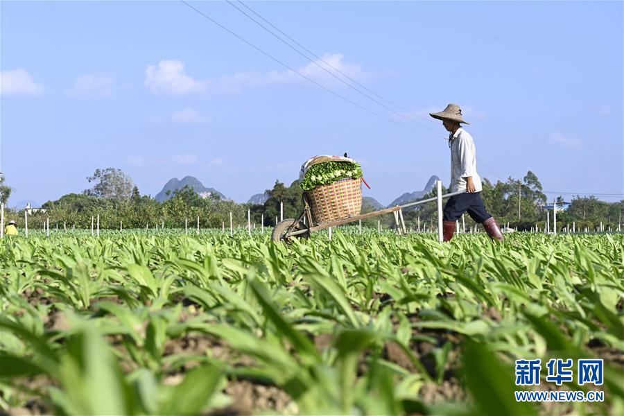 11月19日，在广西柳州市柳江区进德镇，菜农在基地里采摘蔬菜。 近期，柳州市柳江区进德镇“南菜北运”基地里种植的多种蔬菜陆续丰收。该基地种植无公害蔬菜面积4.9万亩，在寒冷时节加大了对北方地区市场蔬菜的供应量。 新华社发（黎寒池 摄）