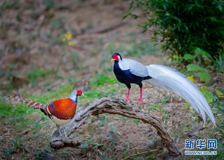 在永安市青水畲族乡丰田村，白鹇（右）与白颈长尾雉相伴在林边休憩（11月21日摄）。福建省永安市青水畲族乡丰田村群山环绕，森林茂密，野生鸟类资源丰富。近年来，该村建起12个生态观鸟点，催热了当地观鸟旅游业。新华社记者 梅永存 摄