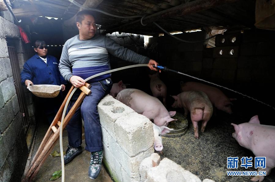 11月24日，尚从金（右）、杨小艳夫妇在清洁猪圈。新华社记者 王毓国 摄