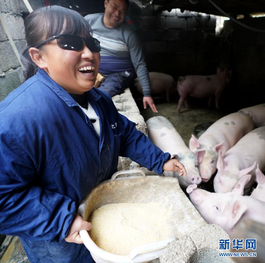 11月24日，杨小艳（左）、尚从金夫妇在给猪喂食。新华社记者 王毓国 摄