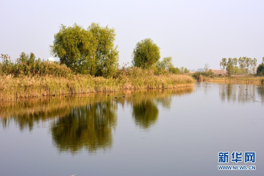 这是河南省商丘市民权县黄河故道国家湿地公园一角（11月6日摄）。新华社记者 朱祥 摄