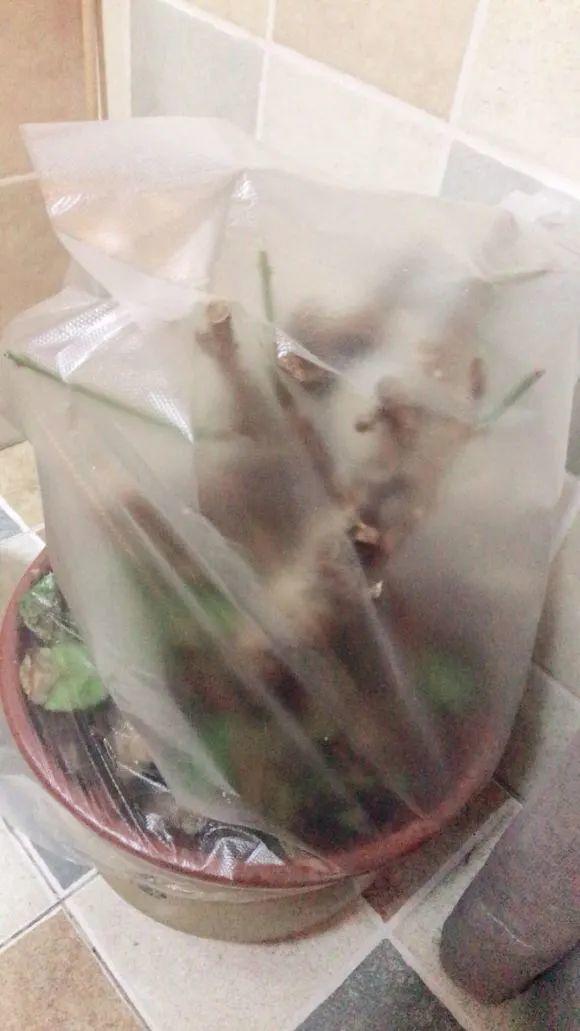 4个防寒潮小妙招,冬天不怕花冻死,轻松养花