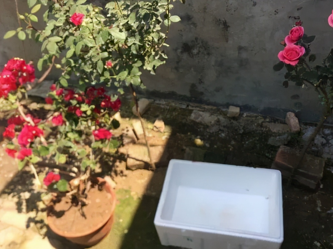 4个防寒潮小妙招,冬天不怕花冻死,轻松养花