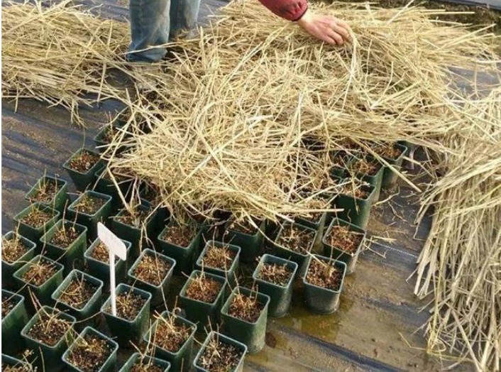 4个防寒潮小妙招,冬天不怕花冻死,轻松养花