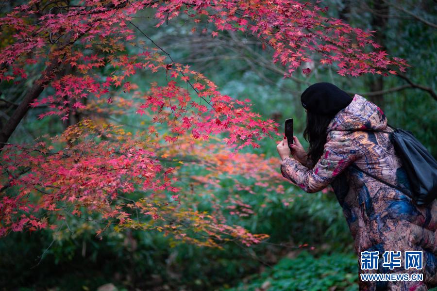 11月28日，游客在江苏南京中山植物园内拍摄红叶。新华社发（苏阳 摄）