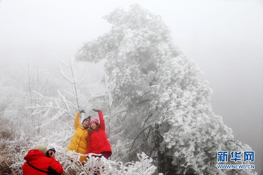 11月28日，在重庆黔江国家森林公园海拔1800多米的马喇镇灰千梁子景区，游客在雾凇前拍照。新华社发（杨敏 摄）