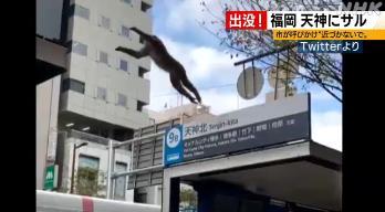 当地时间3日,日本福冈县,一只猴子突然出现福冈市天神闹区,引发骚动。图片来源:日本放送协会(NHK)报道视频截图。 点击进入下一页
