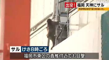 当地时间3日,日本福冈县,一只猴子突然出现福冈市天神闹区。图片来源:日本放送协会(NHK)报道视频截图。 点击进入下一页