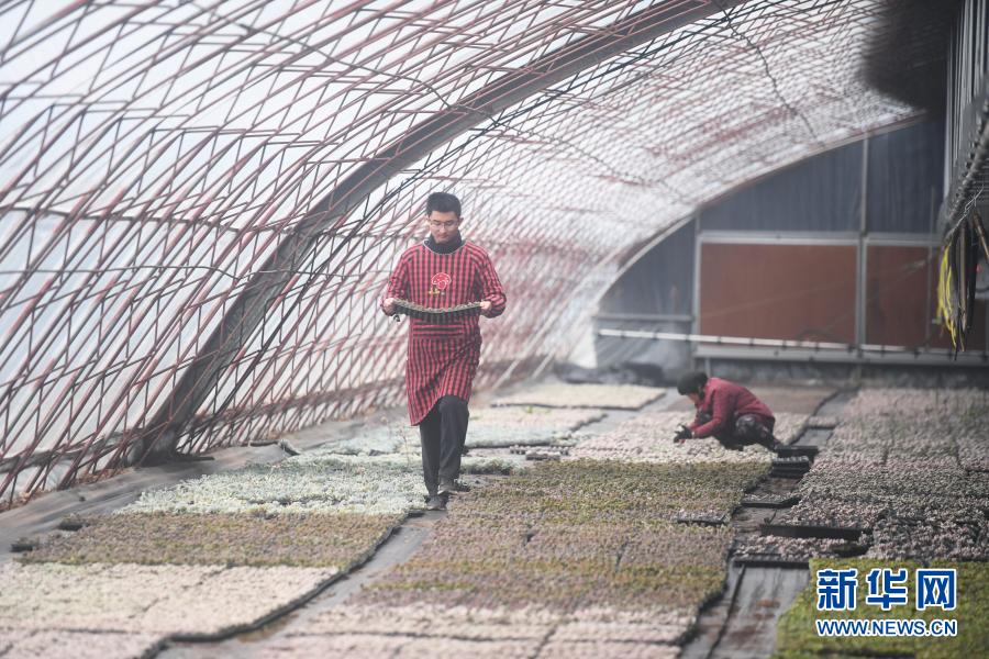 12月2日，张晓东和工人在“多肉花园”打理多肉苗。今年30岁的张晓东是河北省邯郸市曲周县曲周镇临堂村人，大学毕业后在邯郸工作。一次回乡探亲时，他了解到家乡曲周县推出了针对返乡创业的诸多优惠政策，张晓东动了心。2014年，考察多肉植物的种植前景后，张晓东开始扎根乡村的创业计划。从多肉栽培、养护到开拓市场，张晓东从零开始学习，当地政府也积极协调技术员进行指导，帮他解决了不少难题。经过短短几年的经营，张晓东打造的“西木多肉花园”已初具规模。目前，张晓东通过网络、微信、实体店等方式将产品销往全国各地。尝到甜头的张晓东辐射带动周边村民发展多肉种植，越来越多的群众加入了多肉产业致富增收的队伍。新华社记者 朱旭东 摄