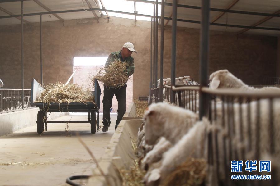 在甘肃省金昌市永昌县赵家庄村养殖小区，村民给羊喂草（10月24日摄）。新华社记者 马希平 摄