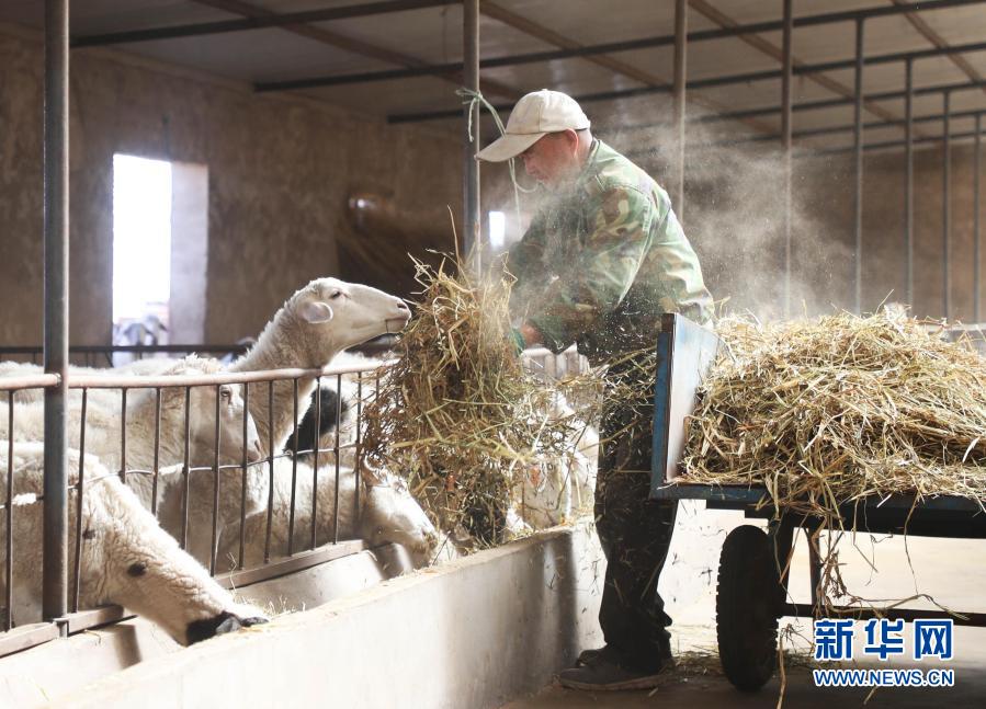 在甘肃省金昌市永昌县赵家庄村养殖小区，村民给牛准备饲草（10月24日摄）。新华社记者 马希平 摄