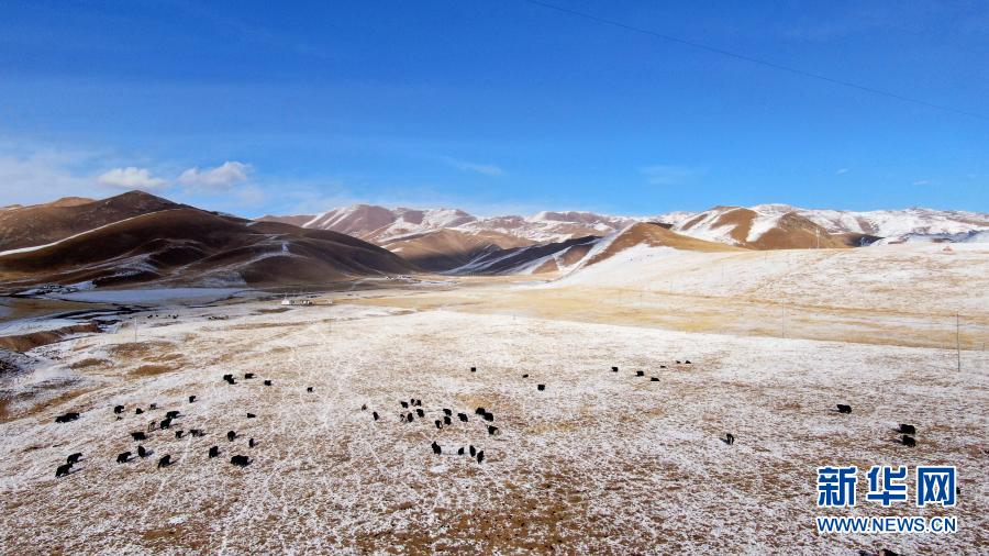12月6日，牦牛在雪后的阿柔草原上活动（无人机照片）。冬日时节，青海省祁连县阿柔乡境内的阿柔草原在白雪的装扮下呈现出壮美风光。新华社记者 张宏祥 摄
