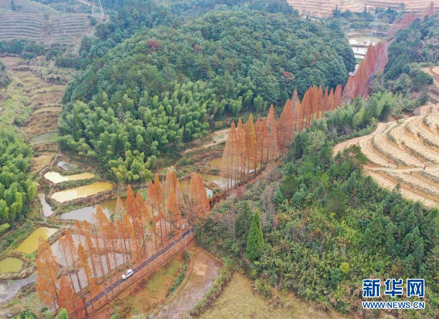 12月7日，汽车行驶在景宁县鹤溪街道余山村水杉掩映的道路上（无人机照片）。新华社发（李肃人 摄）