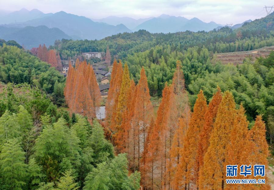 这是12月7日在在景宁县鹤溪街道余山村拍摄的水杉（无人机照片）。新华社发（李肃人 摄）