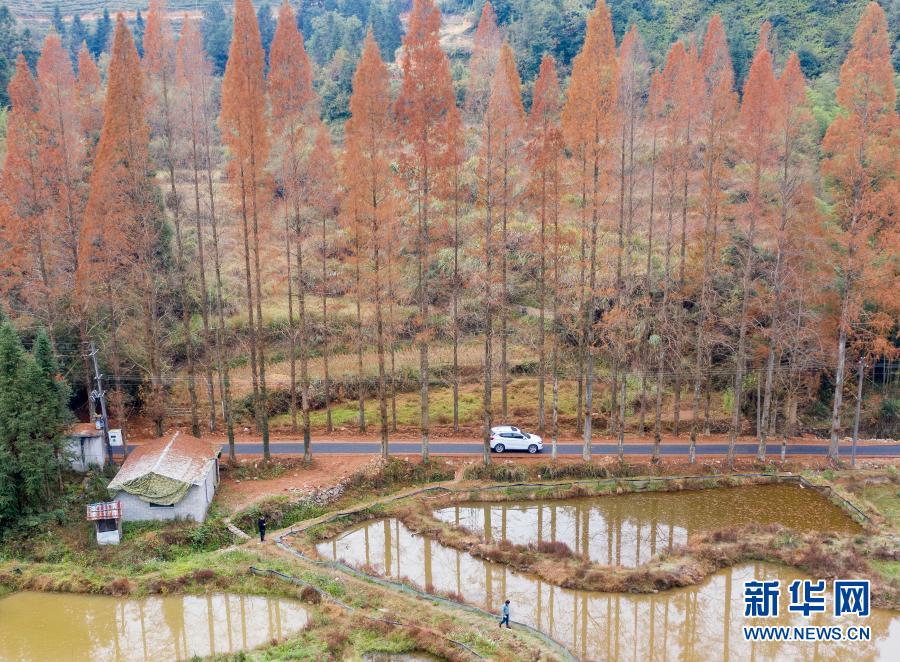 12月7日，汽车行驶在景宁县鹤溪街道余山村水杉掩映的道路上（无人机照片）。新华社发（李肃人 摄）