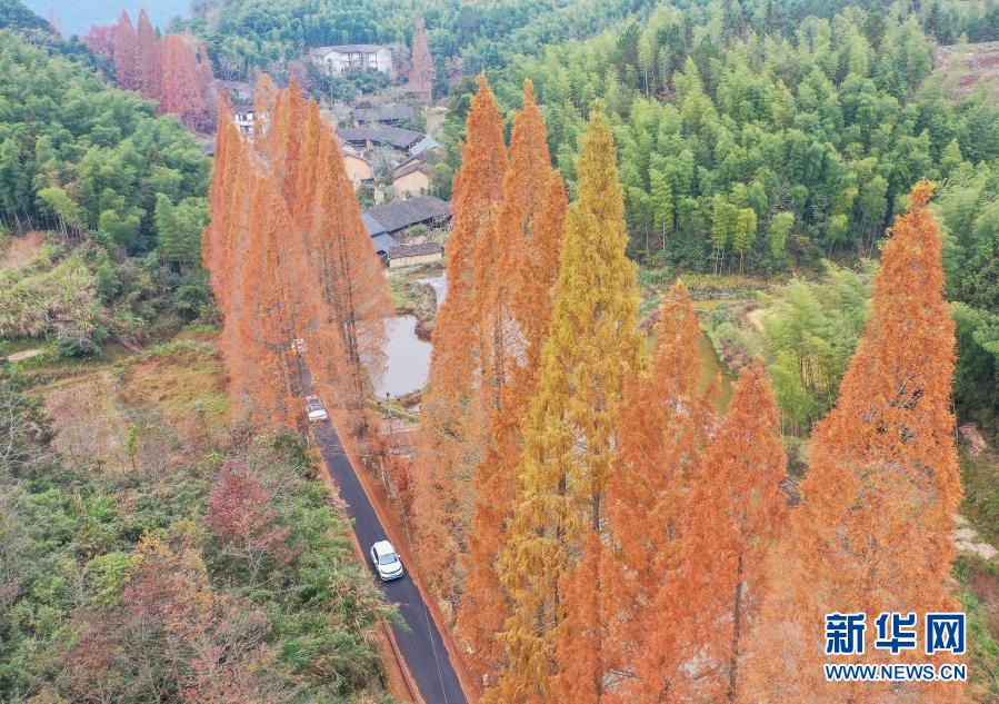 12月7日，汽车行驶在景宁县鹤溪街道余山村水杉掩映的道路上（无人机照片）。新华社发（李肃人 摄）