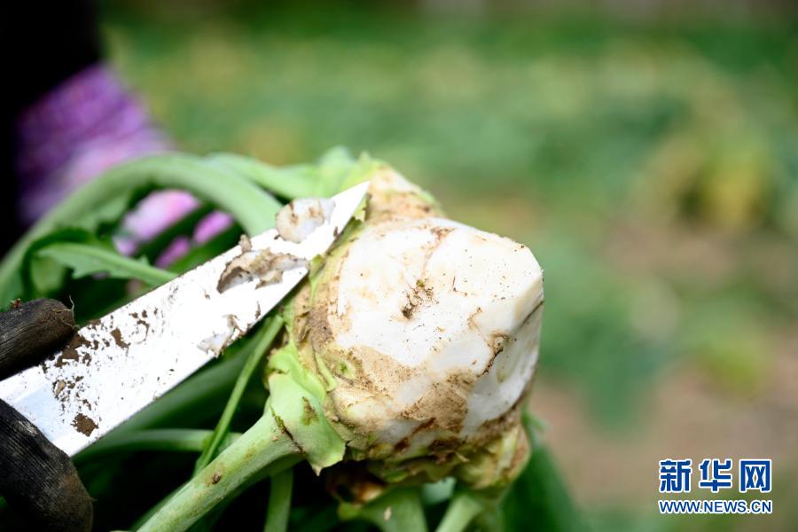 12月8日，在柳州市鱼峰区里雍镇长沙村，农民在地里采摘头菜。新华社发（黎寒池 摄）
