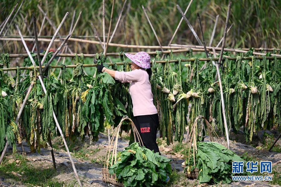 12月8日，在柳州市鱼峰区里雍镇长沙村，农民在晾晒头菜。新华社发（黎寒池 摄）
