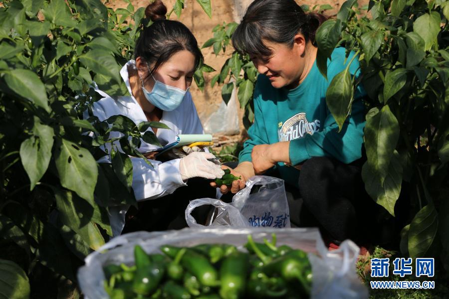 12月8日，在承德县六沟镇一蔬菜基地，工作人员（左）对该基地种植的辣椒进行取样。新华社发（刘环宇 摄）