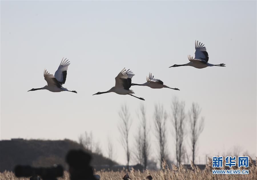 这是12月8日在扎龙国家级自然保护区拍摄的丹顶鹤。 冬日，丹顶鹤在位于黑龙江省的扎龙国家级自然保护区内飞舞、嬉戏，构成一道靓丽的风景。 新华社发（梁志强 摄）