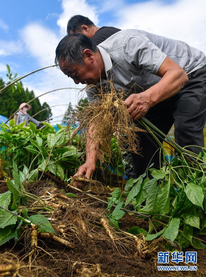 吉林省抚松县参农在收获人参（8月28日摄）。新华社记者 许畅 摄