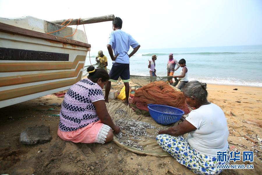 12月12日，在斯里兰卡首都科伦坡附近的莫勒图沃，渔民在海边分拣捕获的鱼。今年10月，科伦坡郊外一处鱼市发生聚集性感染。此后斯里兰卡国内的鱼品销售受到影响，人们担心商贩的鱼受到了病毒污染。而斯里兰卡卫生部门已否认这种说法，敦促公众恢复购买鱼品以帮助渔民，并呼吁民众在食用鱼品时注意科学烹制。新华社发（阿吉特·佩雷拉摄）
