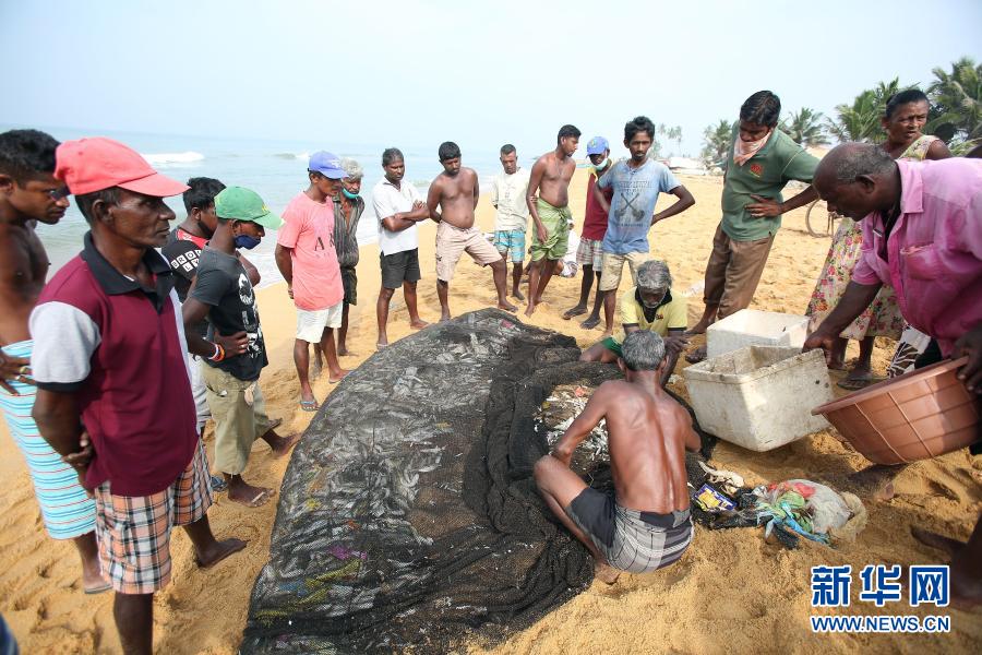 12月12日，在斯里兰卡首都科伦坡附近的莫勒图沃，鱼贩等待渔民分拣捕获的鱼。今年10月，科伦坡郊外一处鱼市发生聚集性感染。此后斯里兰卡国内的鱼品销售受到影响，人们担心商贩的鱼受到了病毒污染。而斯里兰卡卫生部门已否认这种说法，敦促公众恢复购买鱼品以帮助渔民，并呼吁民众在食用鱼品时注意科学烹制。新华社发（阿吉特·佩雷拉摄）