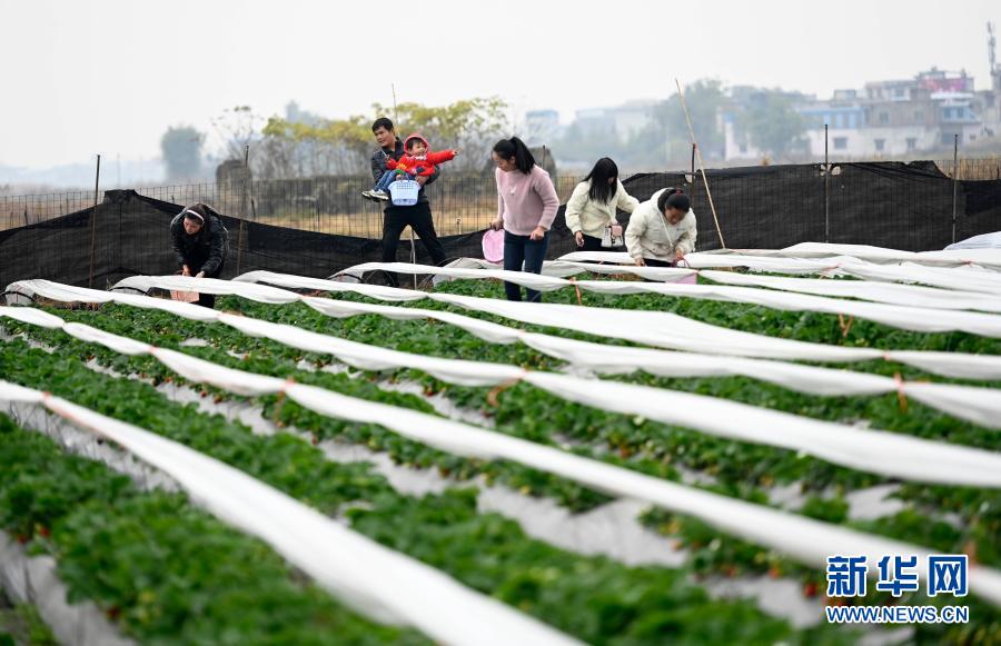 12月13日，在广西柳州市柳江区进德镇泗浪村，游客在草莓园里采摘草莓。近期，广西柳州市柳江区进德镇各草莓园陆续开园，吸引游客前来享受采摘乐趣。近年来，柳州市柳江区加快农业结构调整，积极发展果蔬种植产业，拓宽农民增收渠道。新华社发（黎寒池 摄）